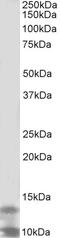 Serine/threonine-protein kinase PLK3 antibody, 43-290, ProSci, Enzyme Linked Immunosorbent Assay image 