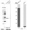 Chloride Intracellular Channel 4 antibody, NBP1-85574, Novus Biologicals, Western Blot image 