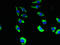 Transmembrane Protein 19 antibody, LS-C396707, Lifespan Biosciences, Immunofluorescence image 