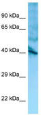 Integral membrane protein GPR137 antibody, TA338404, Origene, Western Blot image 