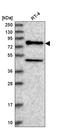 NAD Synthetase 1 antibody, HPA038523, Atlas Antibodies, Western Blot image 