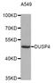 Dual Specificity Phosphatase 4 antibody, STJ23444, St John