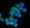 Cathepsin D antibody, PB9854, Boster Biological Technology, Immunofluorescence image 