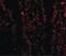 Lysine Demethylase 1A antibody, PA5-20227, Invitrogen Antibodies, Immunofluorescence image 