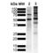 Microtubule Associated Protein Tau antibody, 57012, QED Bioscience, Western Blot image 