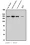 Myosin Heavy Chain 10 antibody, A02681-1, Boster Biological Technology, Western Blot image 