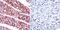 ADP Ribosylation Factor 6 antibody, PA1-093, Invitrogen Antibodies, Immunohistochemistry frozen image 