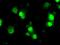 Inhibitor Of DNA Binding 3, HLH Protein antibody, MA5-24998, Invitrogen Antibodies, Immunocytochemistry image 