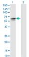 Tripartite Motif Containing 26 antibody, MA5-20283, Invitrogen Antibodies, Western Blot image 