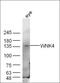 WNK Lysine Deficient Protein Kinase 4 antibody, orb11570, Biorbyt, Western Blot image 
