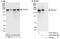 THO Complex 2 antibody, A303-629A, Bethyl Labs, Western Blot image 