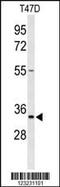 Tetraspanin 33 antibody, MBS9212936, MyBioSource, Western Blot image 