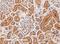 Arginase 1 antibody, orb20124, Biorbyt, Immunohistochemistry paraffin image 