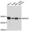 Bromodomain And WD Repeat Domain Containing 1 antibody, A12656, ABclonal Technology, Western Blot image 
