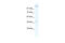 Potassium Voltage-Gated Channel Subfamily H Member 6 antibody, 28-299, ProSci, Western Blot image 