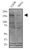 Tensin 1 antibody, NBP2-78783, Novus Biologicals, Western Blot image 