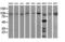 Phosphoinositide-3-Kinase Regulatory Subunit 5 antibody, M02827, Boster Biological Technology, Western Blot image 