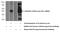 C-Type Lectin Domain Family 4 Member G antibody, 18173-1-AP, Proteintech Group, Western Blot image 