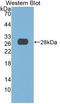 Deoxyribonuclease 1 antibody, LS-C663654, Lifespan Biosciences, Western Blot image 