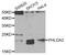 Pleckstrin Homology Like Domain Family A Member 2 antibody, abx004766, Abbexa, Western Blot image 