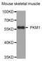 Pyruvate Kinase M1/2 antibody, abx127008, Abbexa, Western Blot image 