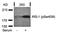 Insulin Receptor Substrate 1 antibody, GTX38614, GeneTex, Western Blot image 