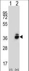 Corticotropin Releasing Hormone Binding Protein antibody, LS-C167038, Lifespan Biosciences, Western Blot image 