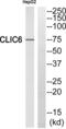 Chloride Intracellular Channel 6 antibody, abx014354, Abbexa, Western Blot image 