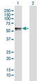 Reticulophagy Regulator 1 antibody, MBS646999, MyBioSource, Western Blot image 