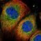 BMERB Domain Containing 1 antibody, NBP1-81996, Novus Biologicals, Immunocytochemistry image 