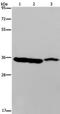 Malate Dehydrogenase 1 antibody, PA5-50446, Invitrogen Antibodies, Western Blot image 