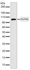 Fibroblast Growth Factor Receptor 4 antibody, 701179, Invitrogen Antibodies, Western Blot image 