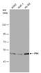 PX Domain Containing Serine/Threonine Kinase Like antibody, GTX111746, GeneTex, Western Blot image 