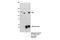 XPC Complex Subunit, DNA Damage Recognition And Repair Factor antibody, 14768S, Cell Signaling Technology, Immunoprecipitation image 