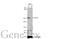 Tight Junction Protein 1 antibody, GTX636399, GeneTex, Western Blot image 