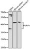 Sirtuin 6 antibody, A7416, ABclonal Technology, Western Blot image 