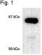 Estrogen Receptor 1 antibody, NB300-560, Novus Biologicals, Western Blot image 