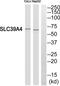 Solute Carrier Family 39 Member 4 antibody, LS-C291432, Lifespan Biosciences, Western Blot image 