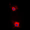Insulin Receptor Substrate 1 antibody, GTX32400, GeneTex, Immunocytochemistry image 