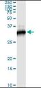 RPTOR Independent Companion Of MTOR Complex 2 antibody, orb95221, Biorbyt, Immunoprecipitation image 