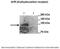 Aryl Hydrocarbon Receptor antibody, 27-379, ProSci, Immunofluorescence image 