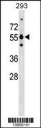 Glutamate Rich WD Repeat Containing 1 antibody, 59-900, ProSci, Western Blot image 