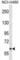 Ras Responsive Element Binding Protein 1 antibody, abx030735, Abbexa, Western Blot image 