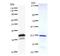 Cullin 3 antibody, LS-C342431, Lifespan Biosciences, Western Blot image 