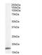 Peptidylprolyl Isomerase A antibody, NB100-2467, Novus Biologicals, Western Blot image 