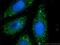 Apoptosis Inducing Factor Mitochondria Associated 1 antibody, 17984-1-AP, Proteintech Group, Immunofluorescence image 