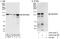 Zinc Finger Protein 280D antibody, A303-233A, Bethyl Labs, Immunoprecipitation image 