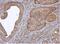 Annexin A4 antibody, NBP1-31751, Novus Biologicals, Immunohistochemistry frozen image 