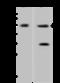 Sialic Acid Binding Ig Like Lectin 6 antibody, 200140-T40, Sino Biological, Western Blot image 