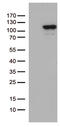 MCF.2 Cell Line Derived Transforming Sequence antibody, M05775, Boster Biological Technology, Western Blot image 